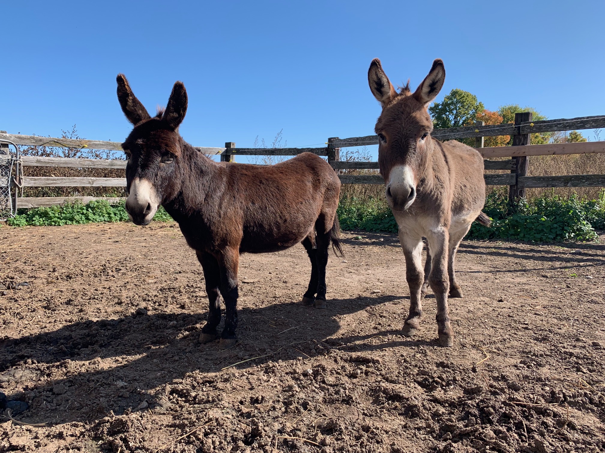 Oreo, Chip and Friends 